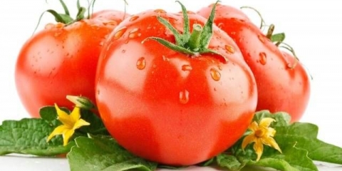 Prskanje paradajza vodonik peroksidom